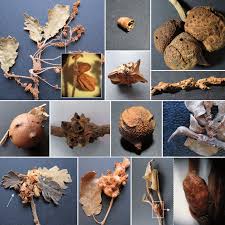 Attēlu rezultāti vaicājumam “Andricus quercuscorticis”