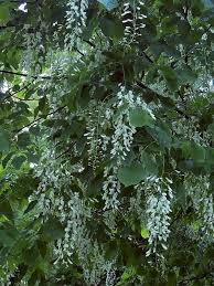 Attēlu rezultāti vaicājumam “Cladrastis kentukea leaf”