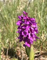 Attēlu rezultāti vaicājumam “Orchis mascula bud”