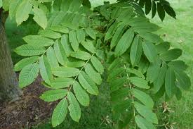 Attēlu rezultāti vaicājumam “Pterocarya fraxinifolia leaf”