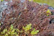 Attēlu rezultāti vaicājumam “Frullania dilatata”