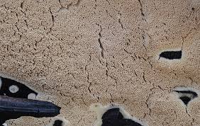 Attēlu rezultāti vaicājumam “Cinereomyces lindbladii”