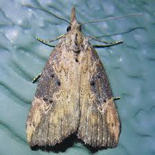 Attēlu rezultāti vaicājumam “Hoplia parvula imago”