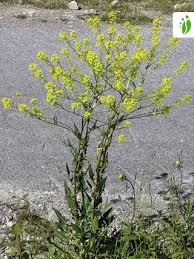 Attēlu rezultāti vaicājumam “Bunias orientalis flower”