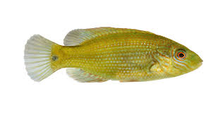 Image result for Symphodus melops