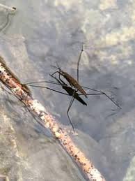 Attēlu rezultāti vaicājumam “Aquarius najas”