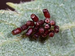 Attēlu rezultāti vaicājumam “Cribraria rubiginosa macro”