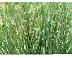 Attēlu rezultāti vaicājumam “Trichophorum cespitosum”