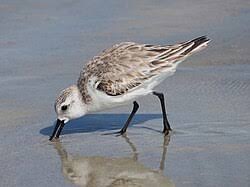 Attēlu rezultāti vaicājumam “Calidris alba”