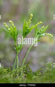 Attēlu rezultāti vaicājumam “Mercurialis perennis bud”