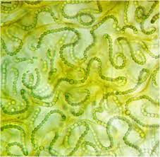 Attēlu rezultāti vaicājumam “Nostoc commune cells”