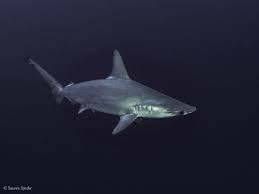 Image result for Sphyrna lewini