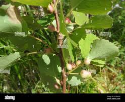 Attēlu rezultāti vaicājumam “Contarinia petioli”