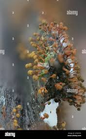 Attēlu rezultāti vaicājumam “Physarum psittacinum spores”