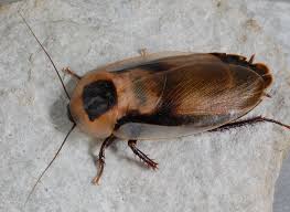 Attēlu rezultāti vaicājumam “Blattoptera”