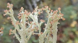 Attēlu rezultāti vaicājumam “Cladonia botrytes”