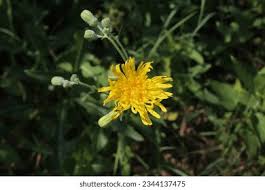 Attēlu rezultāti vaicājumam “Sonchus arvensis subsp. uliginosus bud”