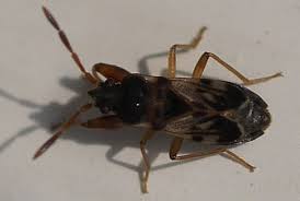 Attēlu rezultāti vaicājumam “Scolopostethus thomsoni”