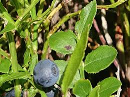 Attēlu rezultāti vaicājumam “Vaccinium myrtillus leaf”