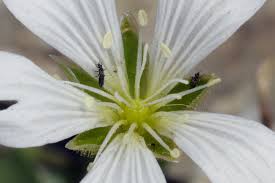 Attēlu rezultāti vaicājumam “Cerastium arvense leaf”