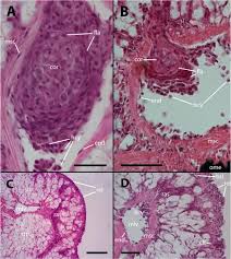 Attēlu rezultāti vaicājumam “Harpanthus flotovianus cells”