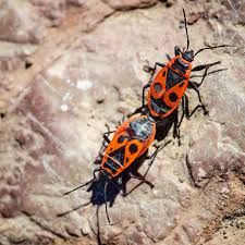 Attēlu rezultāti vaicājumam “Pyrrhocoris apterus nymph”