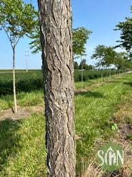 Attēlu rezultāti vaicājumam “Gymnocladus dioicus”