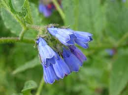 Attēlu rezultāti vaicājumam “Symphytum asperum leaf”