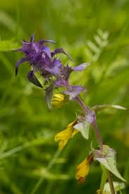 Attēlu rezultāti vaicājumam “Melampyrum nemorosum”