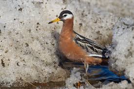 Attēlu rezultāti vaicājumam “Phalaropus fulicarius”