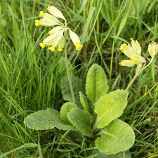 Image result for Himmelschlüssel