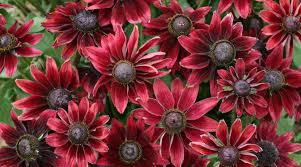 Image result for Rudbeckia Paradisio