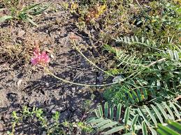 Attēlu rezultāti vaicājumam “Onobrychis arenaria leaf”