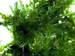 Attēlu rezultāti vaicājumam “Brachytheciastrum velutinum”