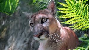 Image result for Craigmount Cougars