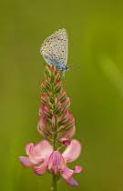 Attēlu rezultāti vaicājumam “Agrodiaetus amandus female”