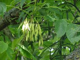 Attēlu rezultāti vaicājumam “Fraxinus pennsylvanica female flower”