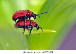 Attēlu rezultāti vaicājumam “Lilioceris lilii”