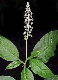 Attēlu rezultāti vaicājumam “Phytolaccaceae”