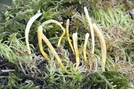 Attēlu rezultāti vaicājumam “Clavaria sphagnicola”