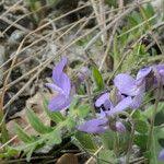 Attēlu rezultāti vaicājumam “Viola rupestris leaf”