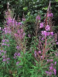 Image result for Weidenröschen