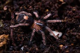 Attēlu rezultāti vaicājumam “Polypogon tentacularius male”