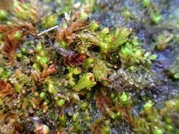 Attēlu rezultāti vaicājumam “Tritomaria exsectiformis”