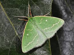 Attēlu rezultāti vaicājumam “Thetidia smaragdaria”