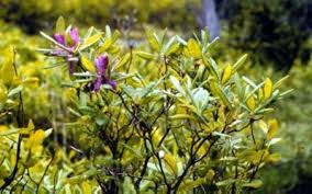 Attēlu rezultāti vaicājumam “Rhododendron canadense”