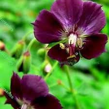 Attēlu rezultāti vaicājumam “Helianthemum x hybridum flower”