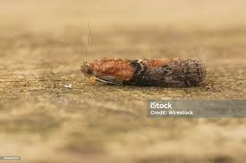 Attēlu rezultāti vaicājumam “Sciota adelphella”