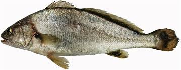 Image result for Argyrosomus inodorus