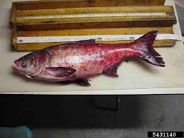 Image result for Hypophthalmichthys nobilis